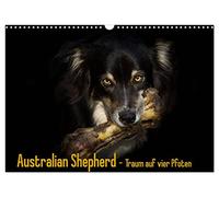 Australian Shepherd - dream on four paws UK-Version (Wall Calendar 2026 DIN A3 Landscape), CALVENDO 12 Month Wall Calendar