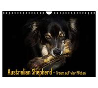 Australian Shepherd - dream on four paws UK-Version (Wall Calendar 2026 DIN A4 Landscape), CALVENDO 12 Month Wall Calendar