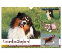 Australian Shepherd - herding dogs with family connection UK-Version (Wall Calendar 2026 DIN A4 Landscape), CALVENDO 12 Month Wall Calendar