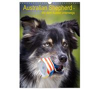 Australian Shepherd - On the road with the Aussie UK-Version (Wall Calendar 2026 DIN A3 Portrait), CALVENDO 12 Month Wall Calendar