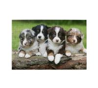 Australian Shepherd Small Puppies Quartet1