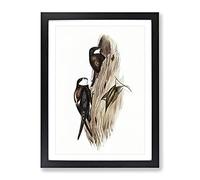 Australian Spine Tailed Swallow Birds By Elizabeth Gould Vintage Framed Print | A2 Black Framed Wall Art | Ready to Hang | Classic Nature Picture | Living Room Bedroom Lounge Office