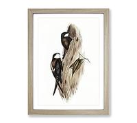 Australian Spine Tailed Swallow Birds By Elizabeth Gould Vintage Framed Print | A4 Oak Framed Wall Art | Ready to Hang | Classic Nature Picture | Living Room Bedroom Lounge Office