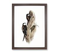 Australian Spine Tailed Swallow Birds By Elizabeth Gould Vintage Framed Wall Art Print, Ready to Hang Picture for Living Room Bedroom Home Office Décor, Walnut A2 (64 x 46 cm)