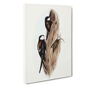 Australian Spine-tailed Swallows by Elizabeth Gould Canvas Print | Gallery Wrapped 30mm Frame Wall Art | 30x20 inches | Ready to Hang | Contemporary Picture | Living Room Bedroom Lounge Office