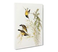 Australian Sunbird Birds By Elizabeth Gould Canvas Print | Gallery Wrapped 30mm Frame Wall Art | 20x14 inches | Ready to Hang | Retro Bird Picture | Living Room Bedroom Lounge Office