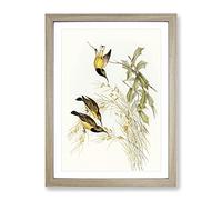 Australian Sunbird Birds By Elizabeth Gould Vintage Framed Print | A2 Oak Framed Wall Art | Ready to Hang | Classic Nature Picture | Living Room Bedroom Lounge Office