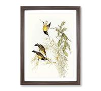 Australian Sunbird Birds By Elizabeth Gould Vintage Framed Print | A4 Walnut Framed Wall Art | Ready to Hang | Classic Nature Picture | Living Room Bedroom Lounge Office
