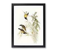Australian Sunbird Birds By Elizabeth Gould Vintage Framed Wall Art Print, Ready to Hang Picture for Living Room Bedroom Home Office Décor, Black A4 (34 x 25 cm)