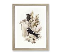 Australian Swift Bird By Elizabeth Gould Vintage Framed Print | A2 Oak Framed Wall Art | Ready to Hang | Classic Nature Picture | Living Room Bedroom Lounge Office