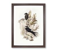 Australian Swift Bird By Elizabeth Gould Vintage Framed Print | A3 Walnut Framed Wall Art | Ready to Hang | Classic Nature Picture | Living Room Bedroom Lounge Office