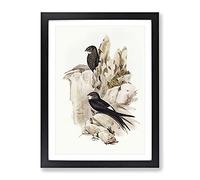 Australian Swift Bird By Elizabeth Gould Vintage Framed Print | A4 Black Framed Wall Art | Ready to Hang | Classic Nature Picture | Living Room Bedroom Lounge Office