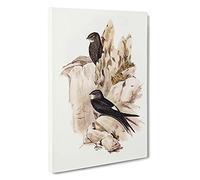 Australian Swift by Elizabeth Gould Canvas Print | Gallery Wrapped 30mm Frame Wall Art | 30x20 inches | Ready to Hang | Modern Picture | Living Room Bedroom Lounge Office