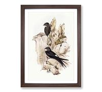 Australian Swift by Elizabeth Gould Framed Print | A2 Walnut Framed Wall Art | Ready to Hang | Modern Nature Picture | Living Room Bedroom Lounge Office