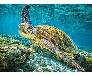 Australia's Great Barrier Reef
