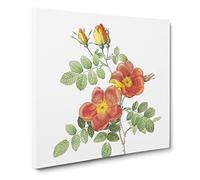 Austrian Briar Rose by Pierre Joseph Redoute Canvas Print | Gallery Wrapped 30mm Frame Wall Art | 20x20 inches | Ready to Hang | Retro Floral Picture | Living Room Bedroom Lounge Office