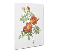 Austrian Briar Rose By Pierre Joseph Redoute Canvas Print | Gallery Wrapped 30mm Frame Wall Art | 24x16 inches | Ready to Hang | Retro Floral Picture | Living Room Bedroom Lounge Office
