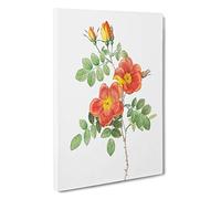 Austrian Briar Rose by Pierre-Joseph Redoute Canvas Print | Gallery Wrapped 30mm Frame Wall Art | 30x20 inches | Ready to Hang | Modern Floral Picture | Living Room Bedroom Lounge Office