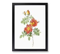 Austrian Briar Rose by Pierre-Joseph Redoute Framed Print | A2 Black Framed Wall Art | Ready to Hang | Modern Floral Picture | Living Room Bedroom Lounge Office