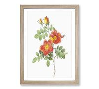 Austrian Briar Rose by Pierre-Joseph Redoute Framed Print | A2 Oak Framed Wall Art | Ready to Hang | Modern Floral Picture | Living Room Bedroom Lounge Office