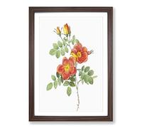 Austrian Briar Rose by Pierre-Joseph Redoute Framed Print | A2 Walnut Framed Wall Art | Ready to Hang | Modern Floral Picture | Living Room Bedroom Lounge Office
