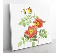 Austrian Briar Rose by Pierre Joseph Redoute Vintage Canvas Wall Art Print Ready to Hang, Framed Picture for Living Room Bedroom Home Office Décor, 50x50 cm (20x20 Inch)