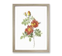 Austrian Briar Rose By Pierre Joseph Redoute Vintage Framed Print | A2 Oak Framed Wall Art | Ready to Hang | Classic Floral Picture | Living Room Bedroom Lounge Office