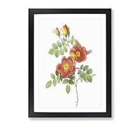 Austrian Briar Rose By Pierre Joseph Redoute Vintage Framed Print | A4 Black Framed Wall Art | Ready to Hang | Classic Floral Picture | Living Room Bedroom Lounge Office