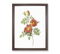 Austrian Briar Rose By Pierre Joseph Redoute Vintage Framed Wall Art Print, Ready to Hang Picture for Living Room Bedroom Home Office Décor, Walnut A2 (64 x 46 cm)