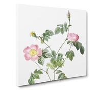 Austrian Briar Rose in Pink by Pierre Joseph Redoute Canvas Print | Gallery Wrapped 30mm Frame Wall Art | 20x20 inches | Ready to Hang | Retro Floral Picture | Living Room Bedroom Lounge Office