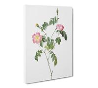 Austrian Briar Rose In Pink By Pierre Joseph Redoute Canvas Print | Gallery Wrapped 30mm Frame Wall Art | 20x14 inches | Ready to Hang | Retro Floral Picture | Living Room Bedroom Lounge Office