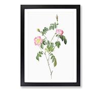 Austrian Briar Rose in Pink by Pierre-Joseph Redoute Framed Print | A2 Black Framed Wall Art | Ready to Hang | Modern Floral Picture | Living Room Bedroom Lounge Office