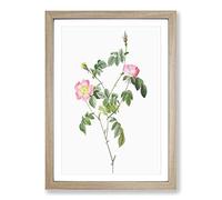 Austrian Briar Rose in Pink by Pierre-Joseph Redoute Framed Print | A2 Oak Framed Wall Art | Ready to Hang | Modern Floral Picture | Living Room Bedroom Lounge Office