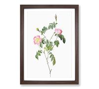 Austrian Briar Rose in Pink by Pierre-Joseph Redoute Framed Print | A2 Walnut Framed Wall Art | Ready to Hang | Modern Floral Picture | Living Room Bedroom Lounge Office