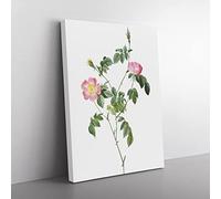 Austrian Briar Rose In Pink By Pierre Joseph Redoute Vintage Canvas Wall Art Print Ready to Hang, Framed Picture for Living Room Bedroom Home Office Décor, 60x40 cm (24x16 Inch)