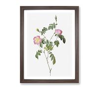 Austrian Briar Rose In Pink By Pierre Joseph Redoute Vintage Framed Print | A3 Walnut Framed Wall Art | Ready to Hang | Classic Floral Picture | Living Room Bedroom Lounge Office