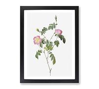 Austrian Briar Rose In Pink By Pierre Joseph Redoute Vintage Framed Print | A4 Black Framed Wall Art | Ready to Hang | Classic Floral Picture | Living Room Bedroom Lounge Office