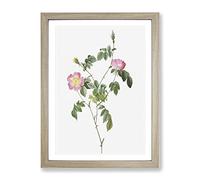 Austrian Briar Rose In Pink By Pierre Joseph Redoute Vintage Framed Print | A4 Oak Framed Wall Art | Ready to Hang | Classic Floral Picture | Living Room Bedroom Lounge Office