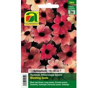 AUSTROSAAT Black Eyed Susan "Blushing Susie" - 1 Pkg