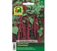 AUSTROSAAT Love-Lies-Bleeding - 1 Pkg