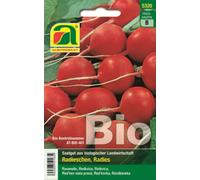 AUSTROSAAT Organic Radish "Viennese Red", Seed Band - 1 Pkg