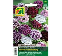 AUSTROSAAT Sweet William "Harbinger Splendor Mixture" - 1 Pkg