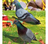 Authentic Farm Themed Yard Decor, Acrylic Pigeon Statue For Wildlife Enthusiasts(A and B)