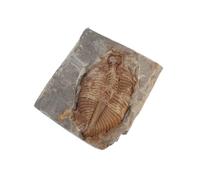 Authentic for Education Stone Trilobite Specimen and Paleontology