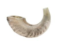 Authentic Natural Ram Horn Shofar from Israel - Traditional Kosher Polished Shofar for Rosh Hashanah, Yom Kippur, Jewish Prayer & Worship - Musical Instrument (White)