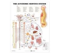 The Autonomic Nervous System Anatomical Chart