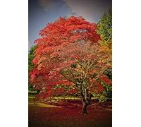 Autumn Acer Tree Westonbirt Arboretum Cotswolds UK 12"x18" Photograph Picture Print