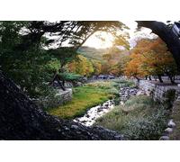 Autumn by the stream-8000-Piece Classic Puzzle for Adults - Creative, Cognitive, Educational, Decorative (14 years+)