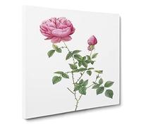 Autumn China Rose in Pink by Pierre Joseph Redoute Canvas Print | Gallery Wrapped 30mm Frame Wall Art | 20x20 inches | Ready to Hang | Retro Floral Picture | Living Room Bedroom Lounge Office