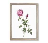Autumn China Rose In Pink By Pierre Joseph Redoute Vintage Framed Print | A4 Oak Framed Wall Art | Ready to Hang | Classic Floral Picture | Living Room Bedroom Lounge Office